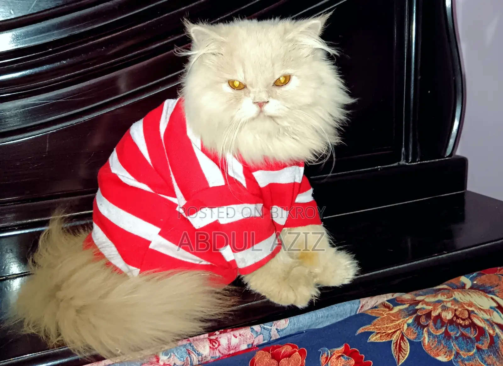 6-12 Months Male Purebred Persian