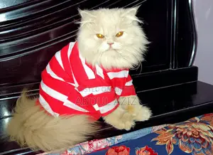 6-12 Months Male Purebred Persian