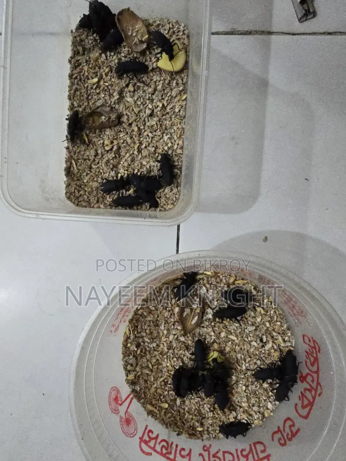 Mealworm Beetle Poka