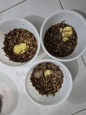 Mealworm Beetle Poka