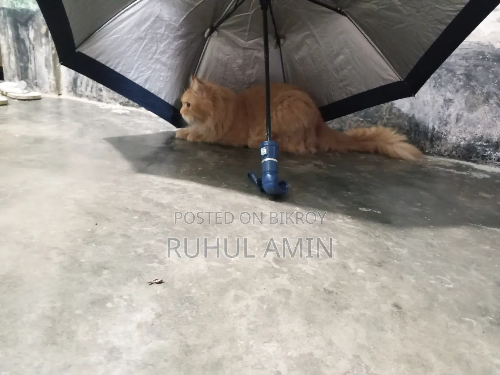 ১+ বছরের পুরুষ খাঁটি পার্সিয়ান বিড়াল