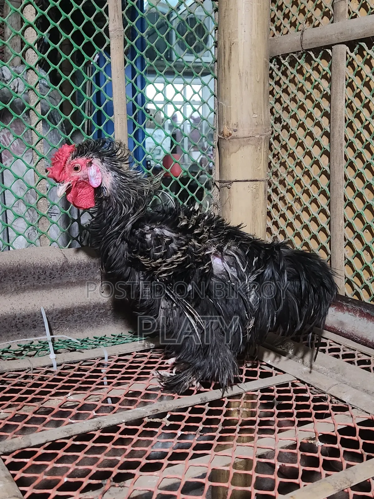 Black Frizel Running Male