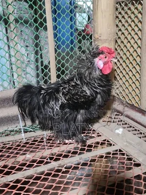 Black Frizel Running Male