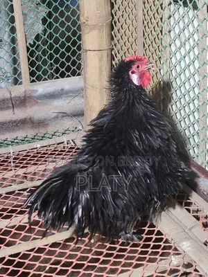 Black Frizel Running Male