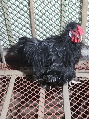 Black Frizel Running Male
