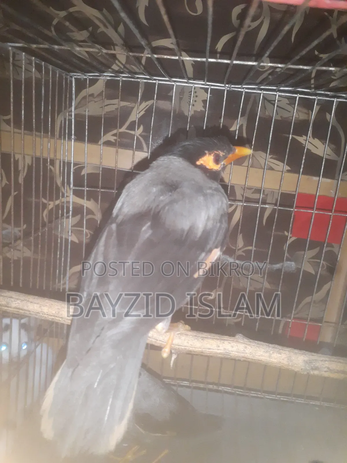 বিক্রি: জোড়া ময়না