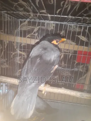 বিক্রি: জোড়া ময়না