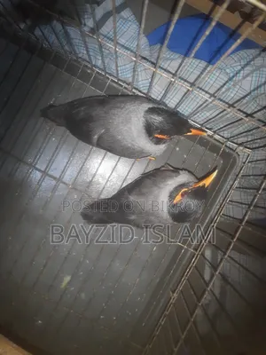 বিক্রি: জোড়া ময়না