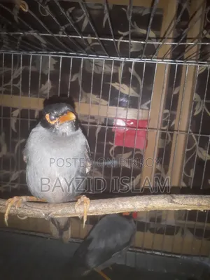 বিক্রি: জোড়া ময়না