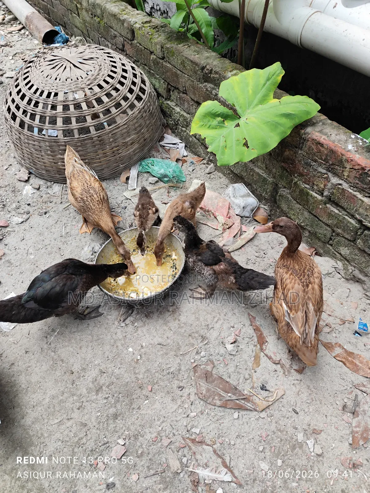 Local Pati Duck and China Duck