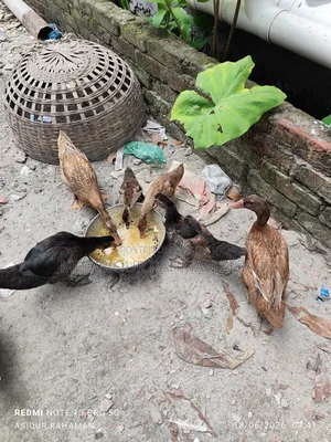 Local Pati Duck and China Duck