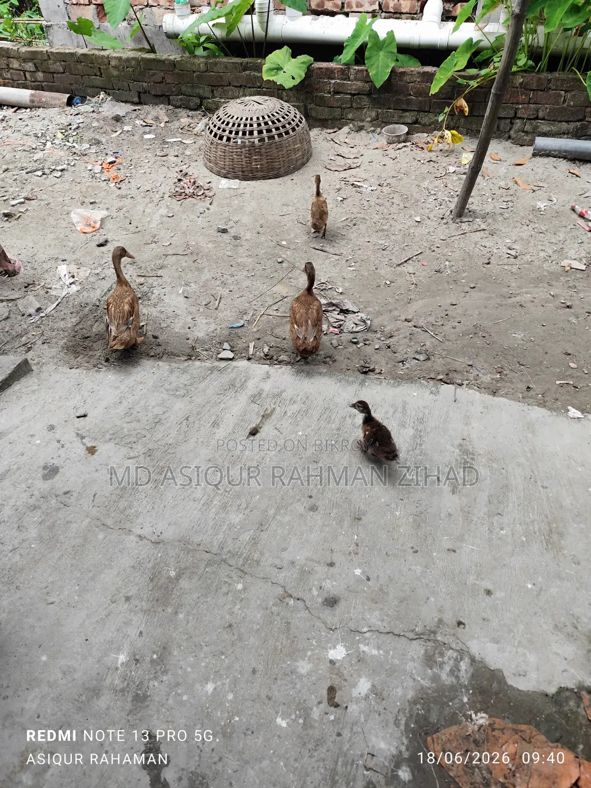 Local Pati Duck and China Duck