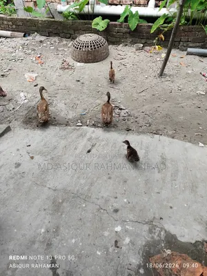 Local Pati Duck and China Duck