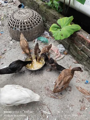 Local Pati Duck and China Duck
