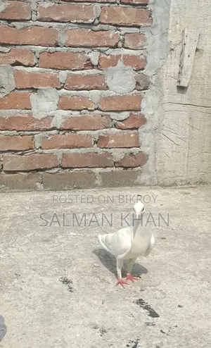Female Pigeon