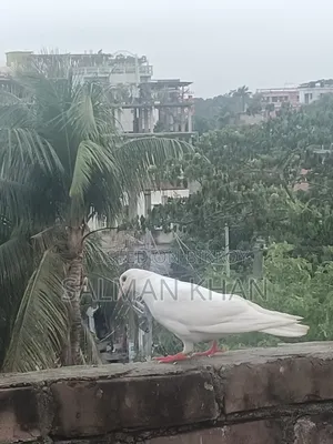 Female Pigeon