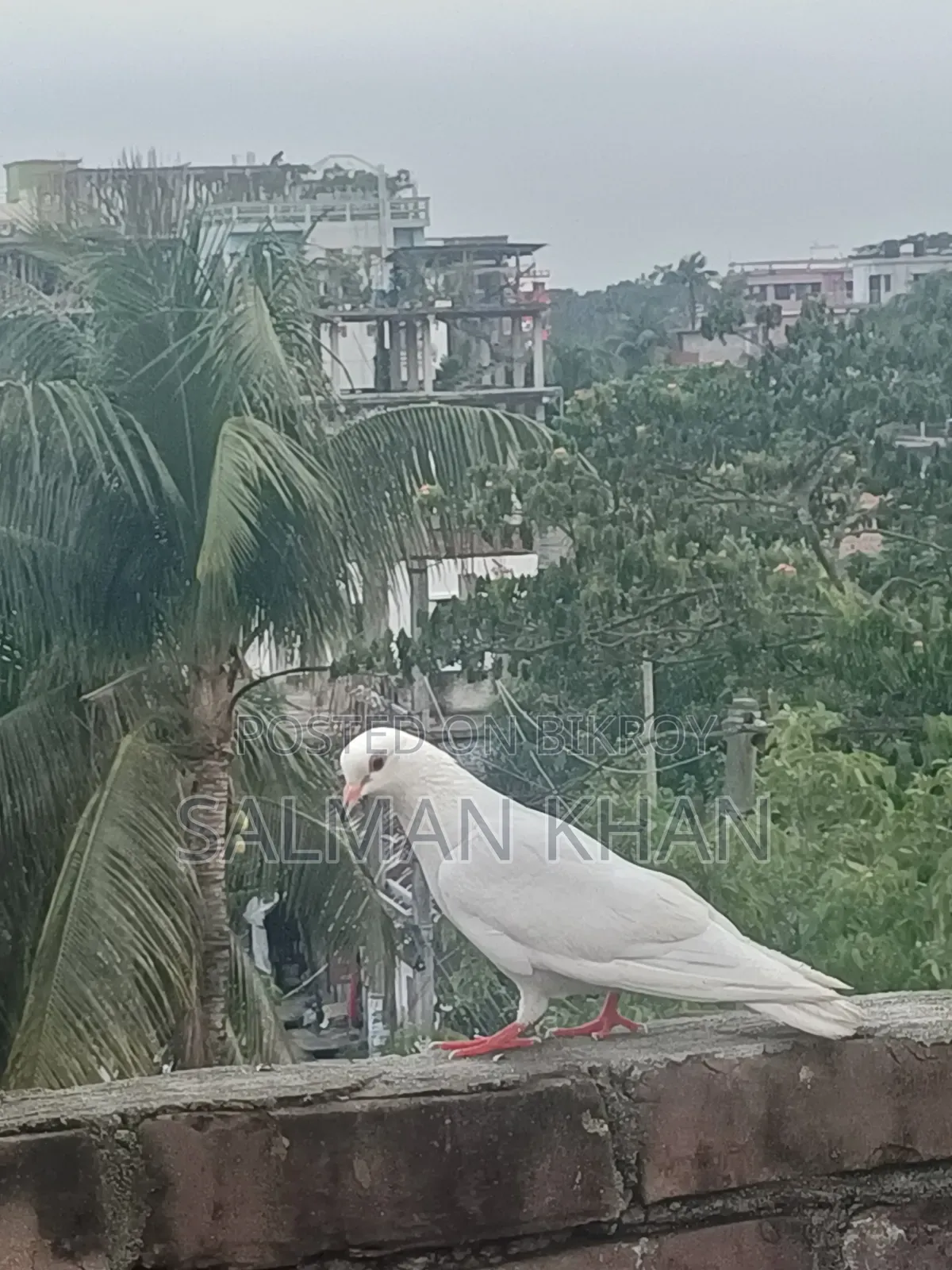 Female Pigeon