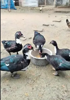 Sina Duck
