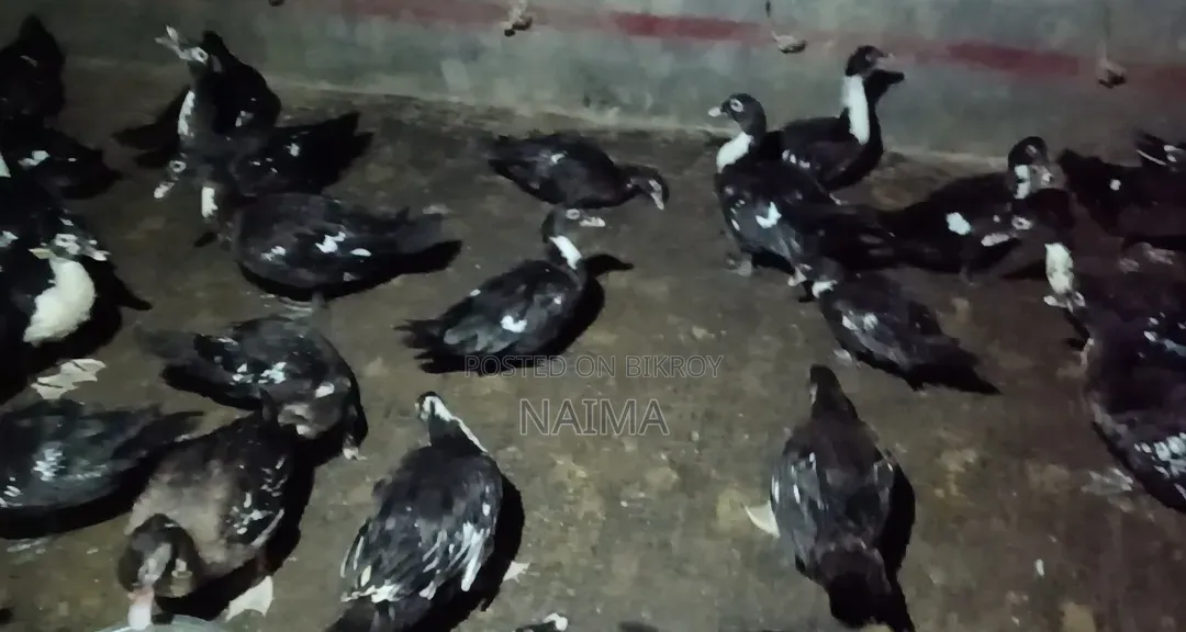 Sina Duck