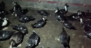 Sina Duck