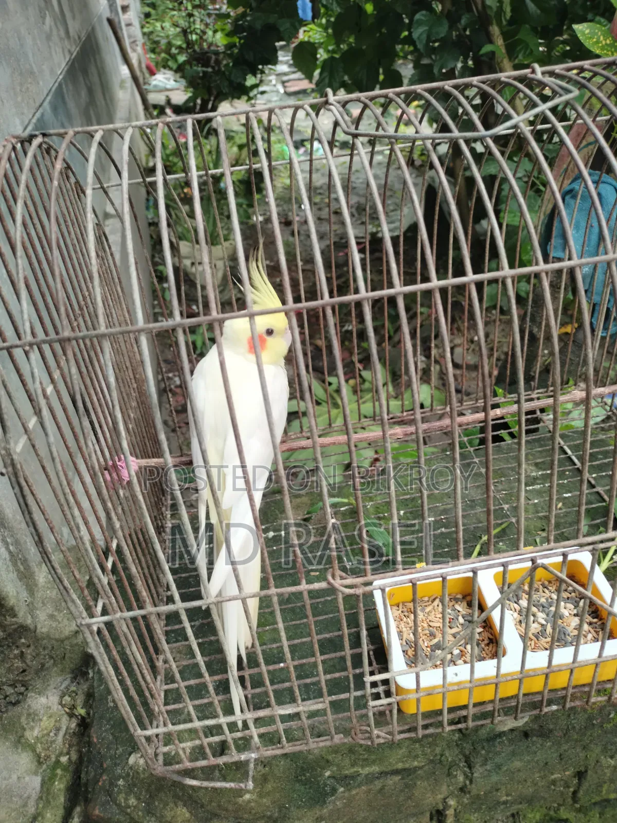 Cockatiel Finch