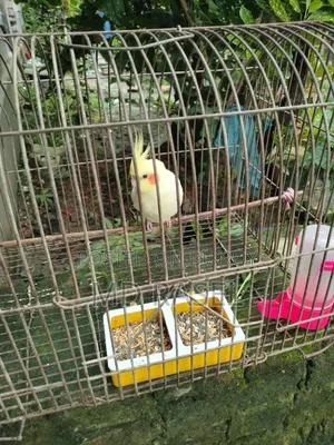 Cockatiel Finch