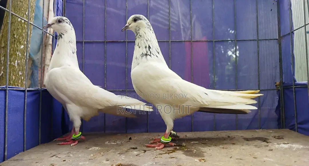 35 Ola Running Pair