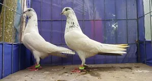 35 Ola Running Pair