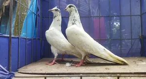 35 Ola Running Pair