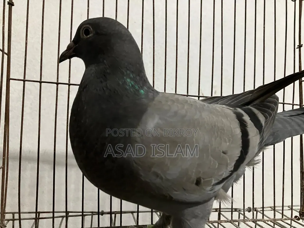 Pigeons for sale