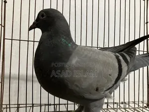 Pigeons for sale