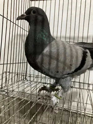 Pigeons for sale