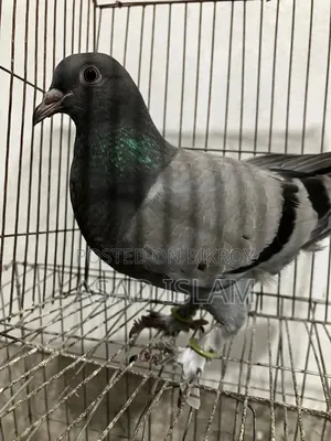 Pigeons for sale