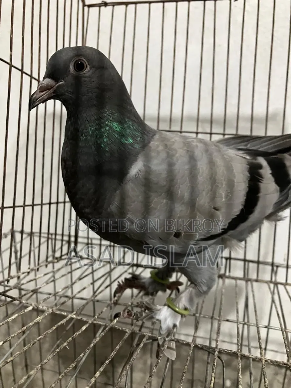 Pigeons for sale