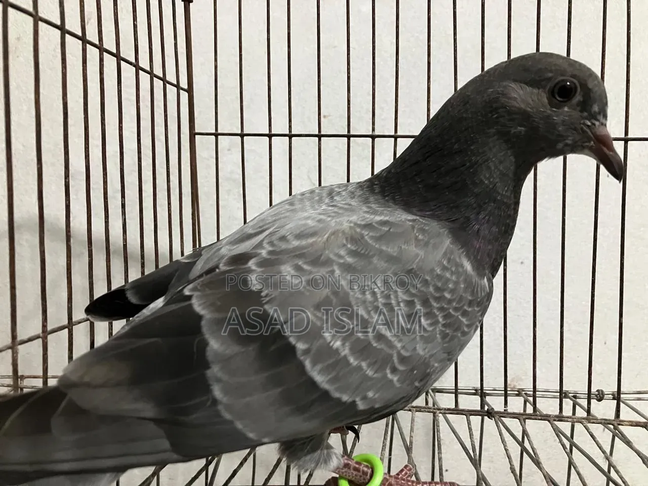 Pigeons for sale