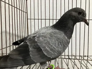 Pigeons for sale