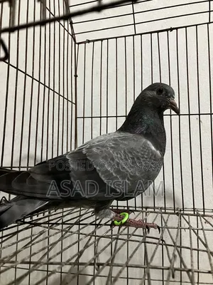 Pigeons for sale