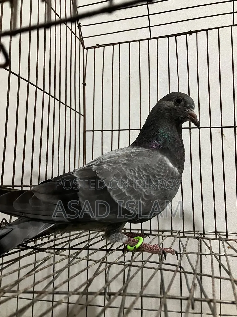 Pigeons for sale
