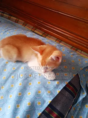 1-3 Months Male Mixed Breed Bengal