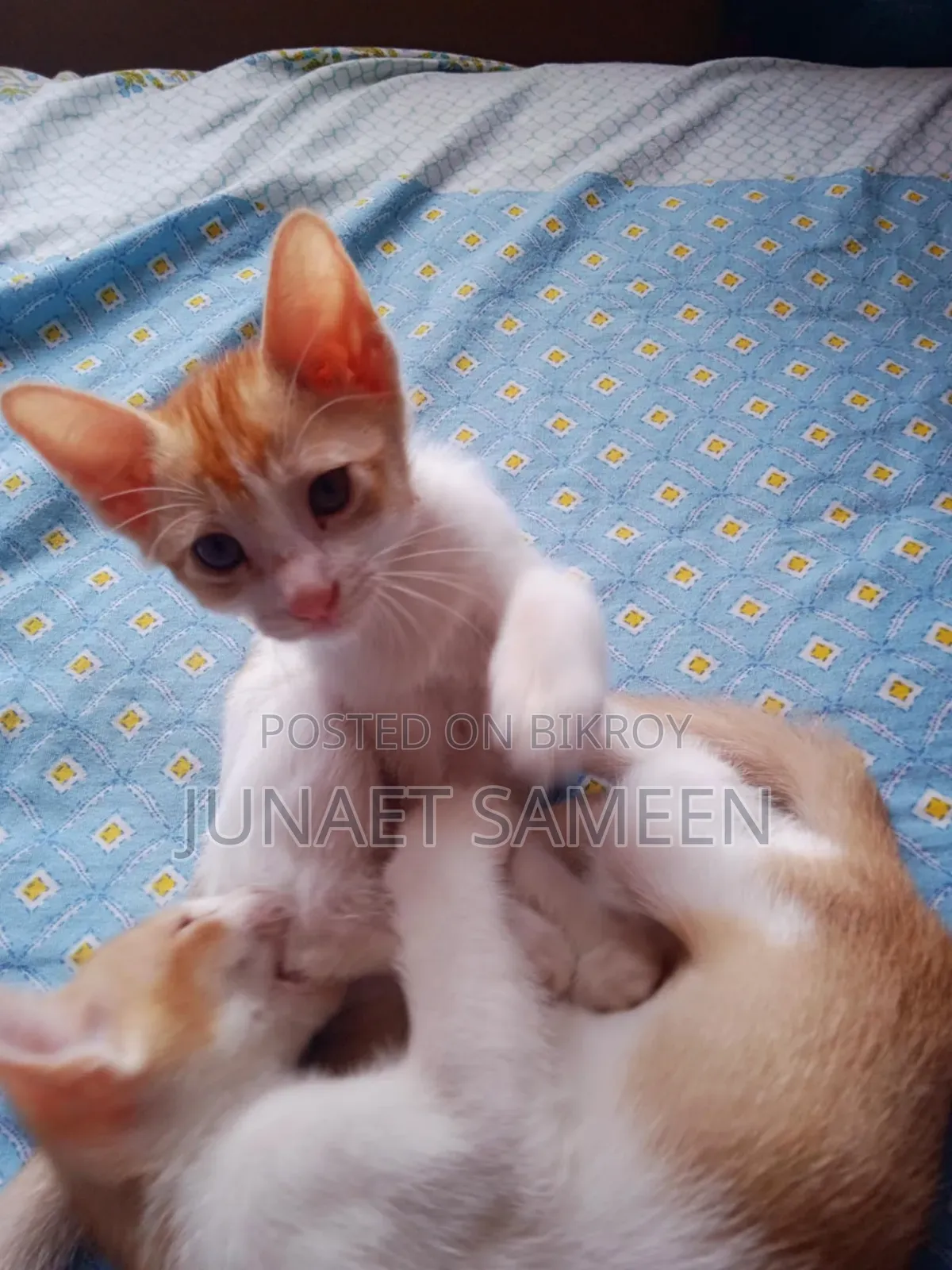 1-3 Months Male Mixed Breed Bengal
