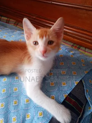 1-3 Months Male Mixed Breed Bengal