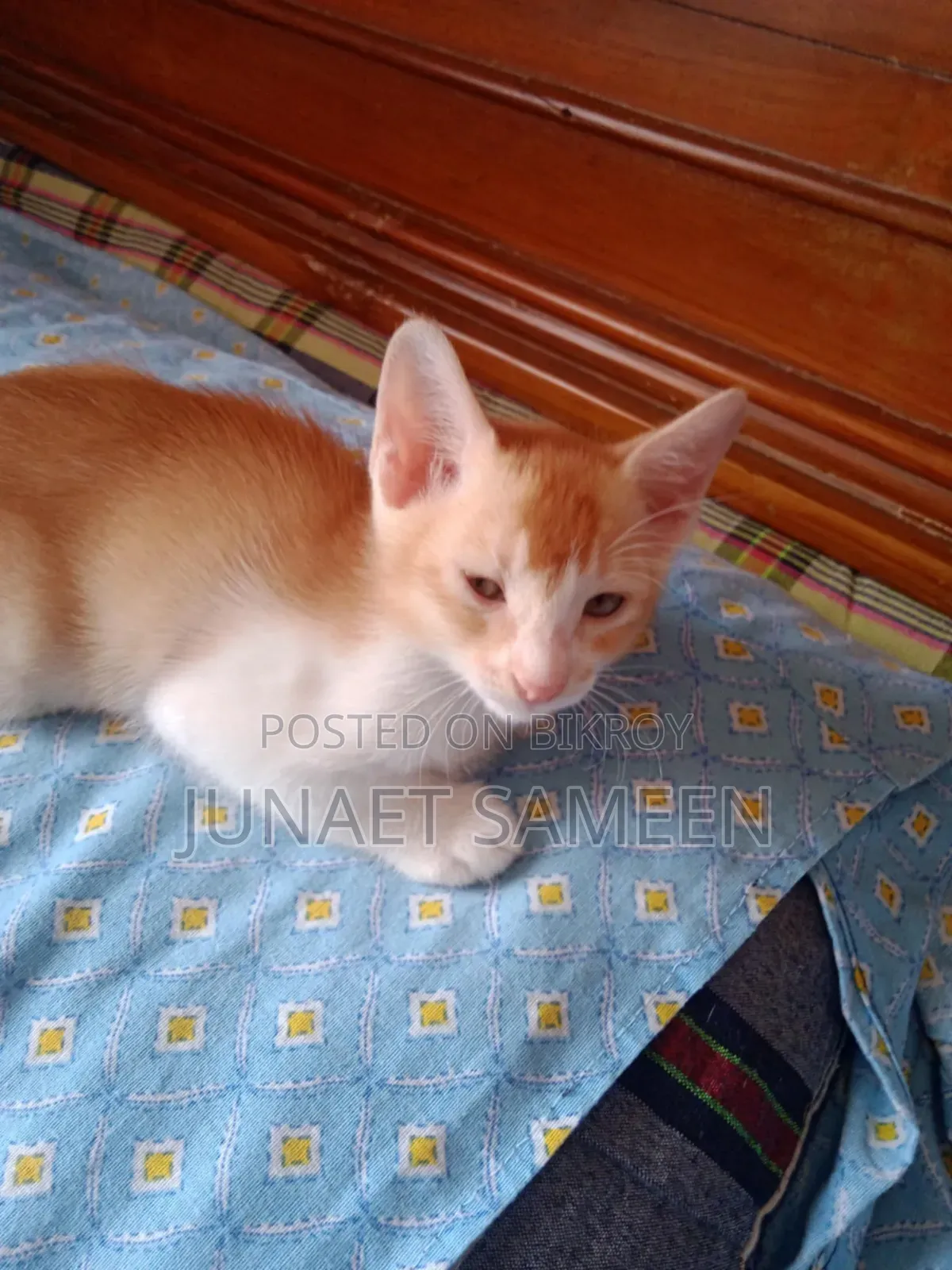1-3 Months Male Mixed Breed Bengal