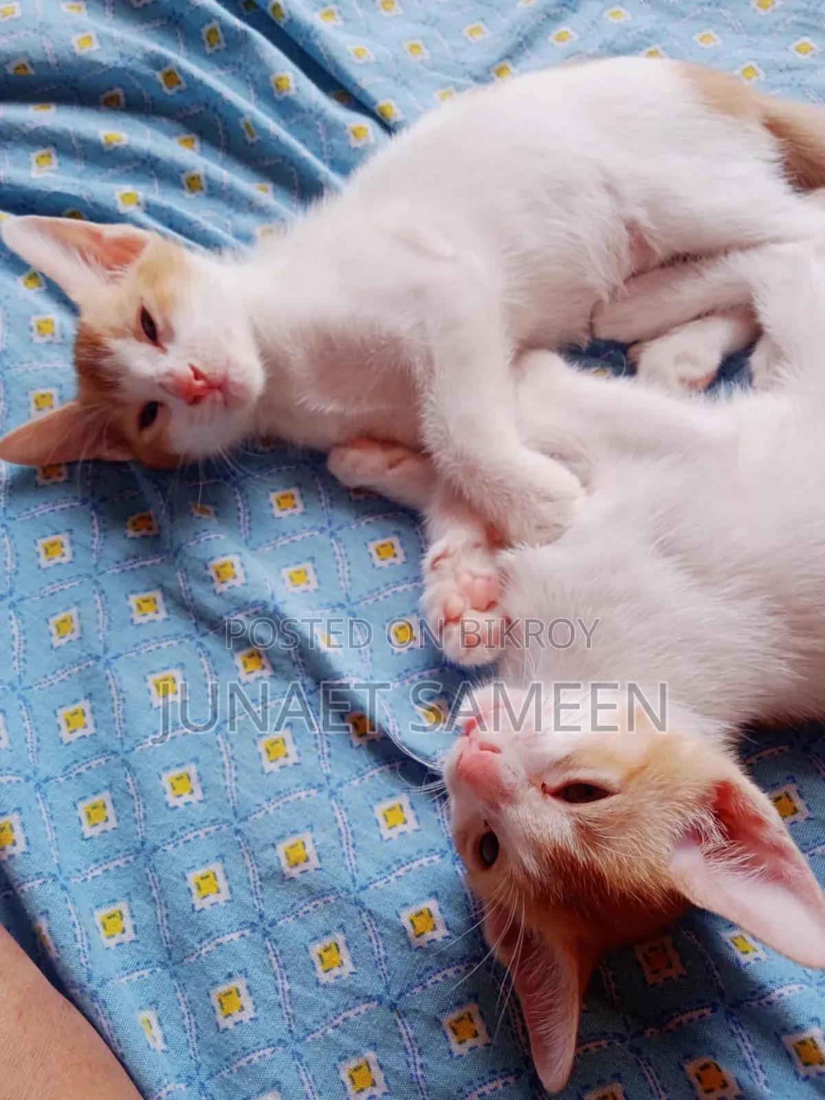 1-3 Months Male Mixed Breed Bengal