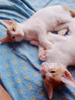 1-3 Months Male Mixed Breed Bengal