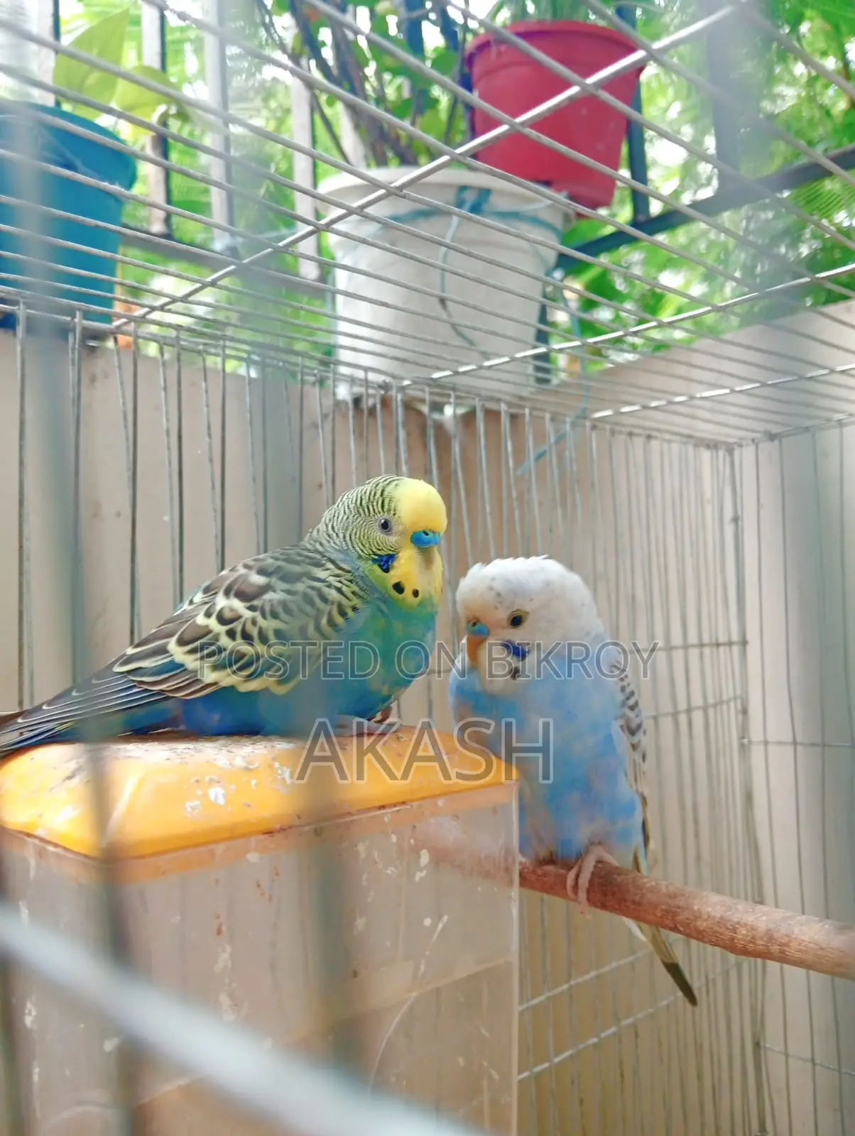 2 Budgerigar birds for sale