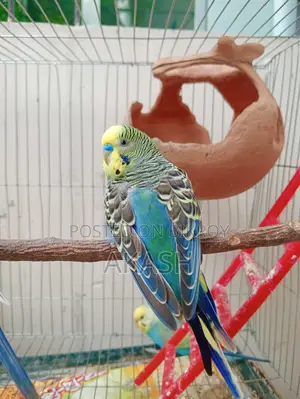 2 Budgerigar birds for sale