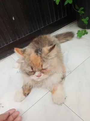 ৬-১২ মাস বয়সী মেয়ে পার্সিয়ান বিড়াল