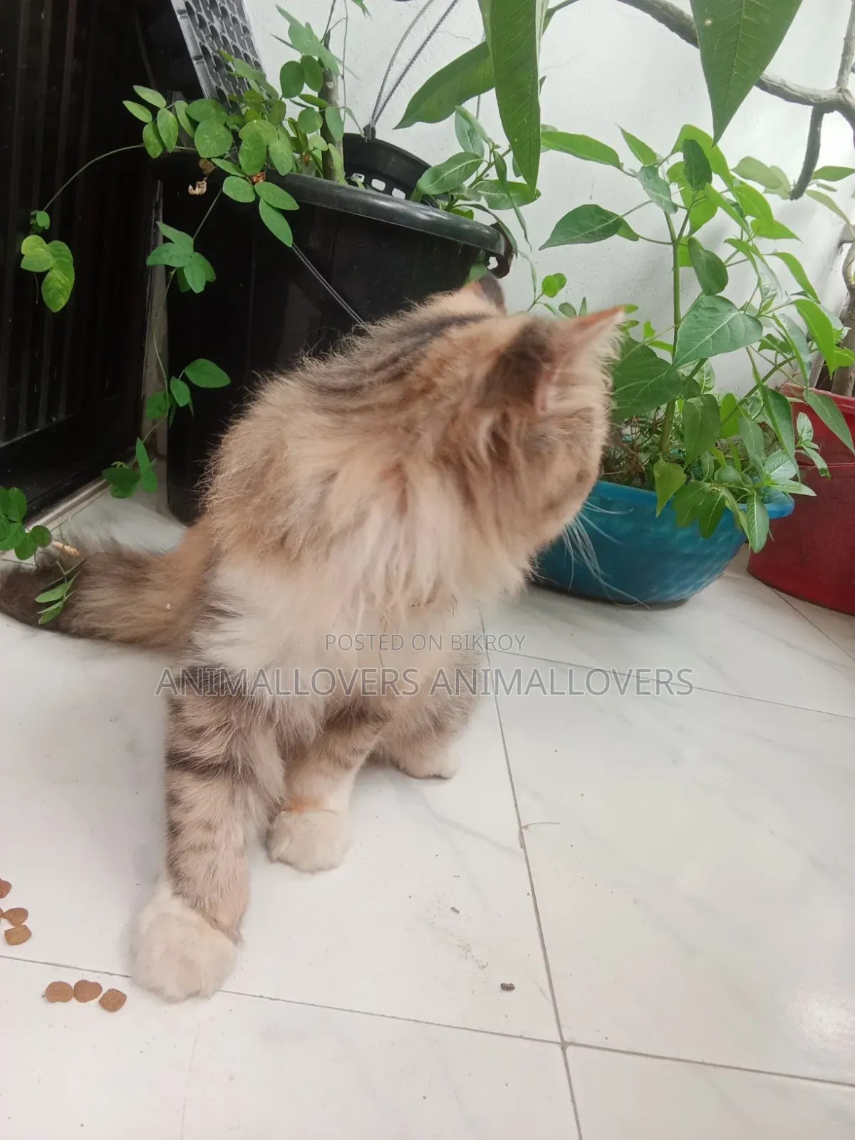 ৬-১২ মাস বয়সী মেয়ে পার্সিয়ান বিড়াল
