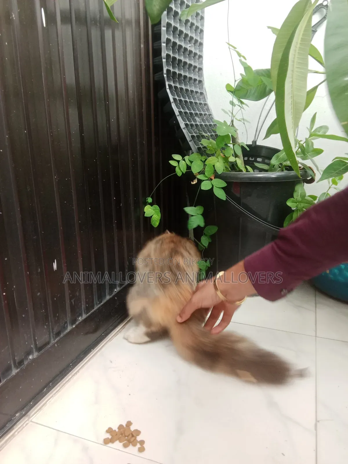 ৬-১২ মাস বয়সী মেয়ে পার্সিয়ান বিড়াল