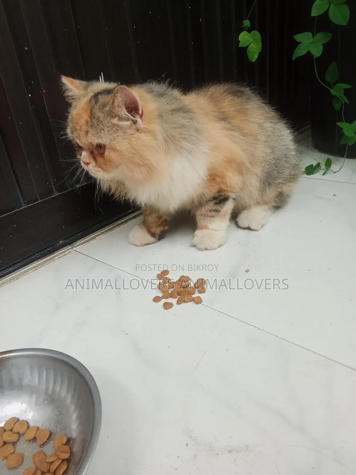 ৬-১২ মাস বয়সী মেয়ে পার্সিয়ান বিড়াল